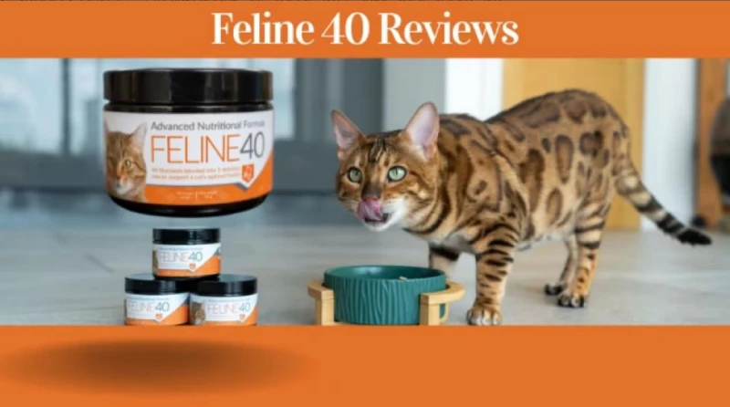 Feline 40